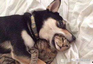 二狗连麦爆料视频大全,揭秘视频大全背后的精彩瞬间 第1张 二狗连麦爆料视频大全,揭秘视频大全背后的精彩瞬间 第1张